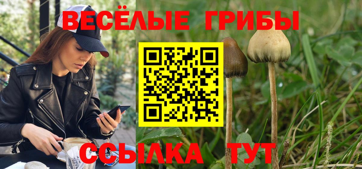 Галлюциногенные грибы Psilocybe Нижнеудинск